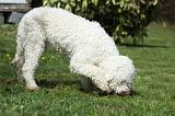 LAGOTTO CAVAGE 043